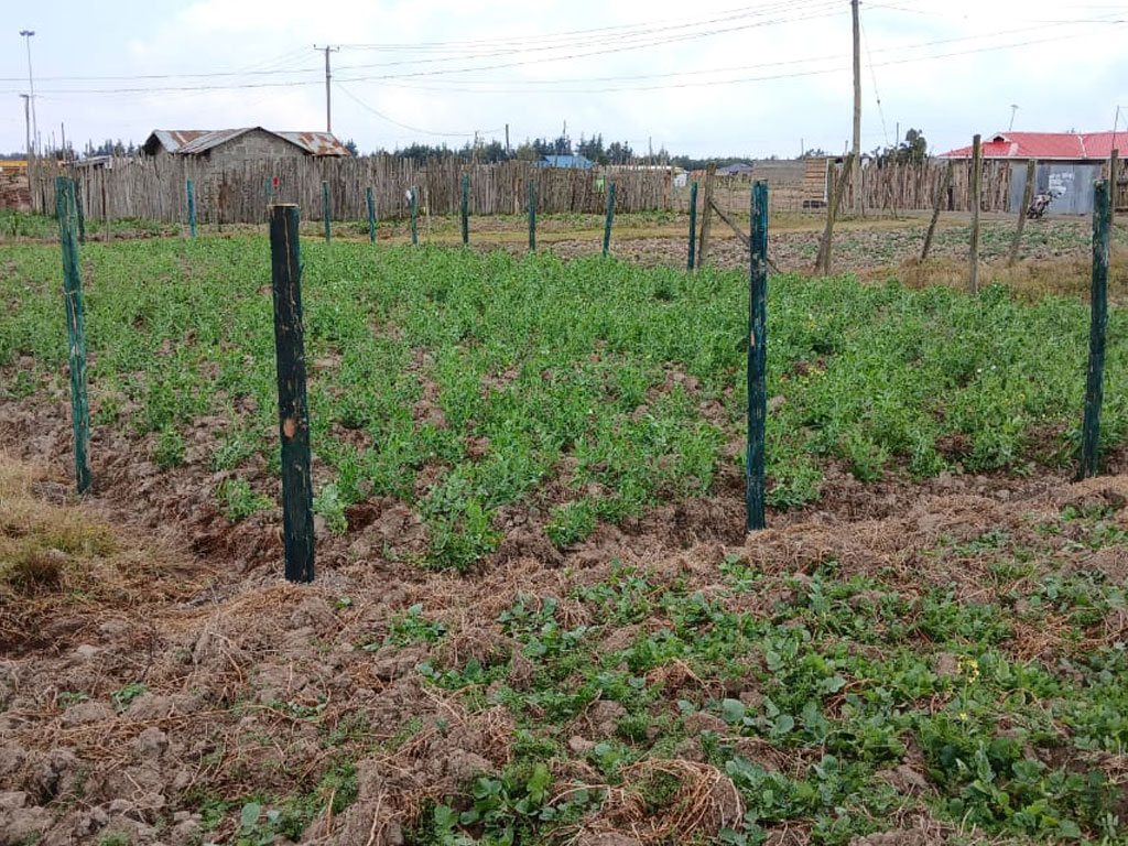 An image about 1/4 Acre land